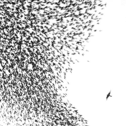 WILCO - SKY BLUE SKY
