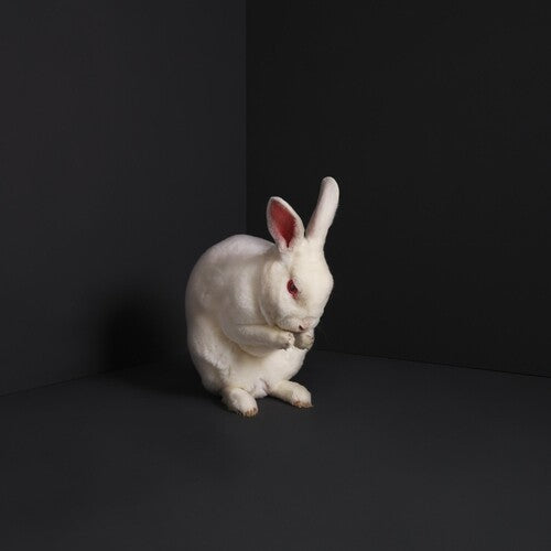 Brume – Rabbits