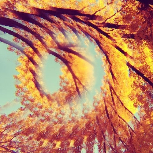 HAWK & A HACKSAW - FOREST BATHING