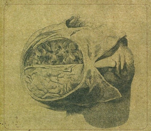 Farsot – Insects