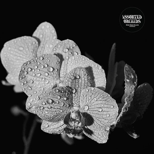 ASSORTED ORCHIDS - ASSORTED ORCHIDS