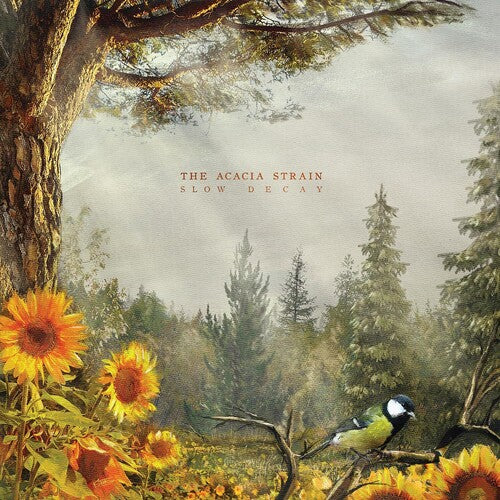 ACACIA STRAIN - SLOW DECAY