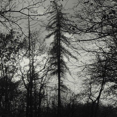CURSE ALL KINGS - FERAL EARTH