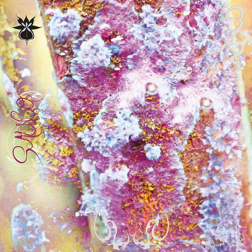 Qoa – Sauco