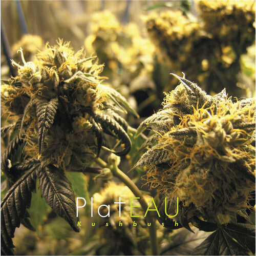PLATEAU - KUSHBUSH