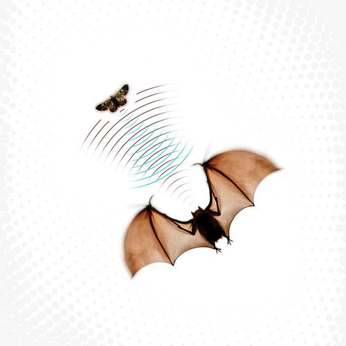 BATSAUCE - ECHOLOCATION