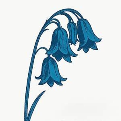 BLUEBELLS - THIS IS THE BLUEBELLS - BLUE VINYL