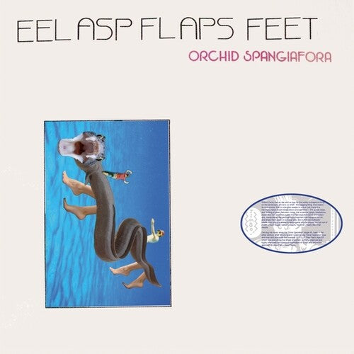 Orchid Spangiafora – Eel Asp Flaps Feet